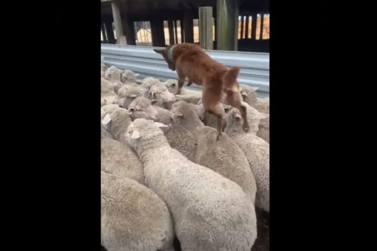 羊の群れを誘導する牧羊犬。その仕事ぶりが、スムーズでカッコいい！