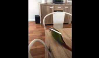 オウムが何をしているのかと思ったら、ペンを足で器用に持ってツボを押していた!?