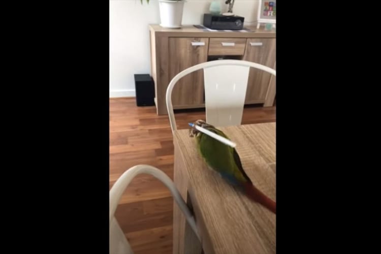 オウムが何をしているのかと思ったら、ペンを足で器用に持ってツボを押していた！？