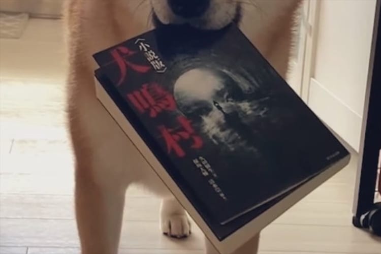 「それっぽい顔やめい」ホラー小説『犬鳴村』をくわえた柴犬の見せた顔芸のような絶妙な表情に、19万件以上のいいねがされる大反響！！