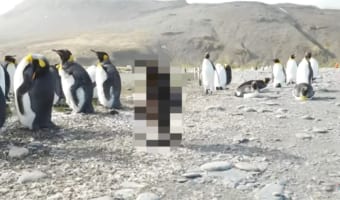 その姿は、ペンギンの赤ちゃんとは思えない驚くものに・・・。全身泥まみれになったオウサマペンギンのヒナの姿がなんだかシュール