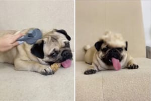 パグのブラッシングをしてあげたら・・・、その毛でかわいい帽子が作れちゃいました！！