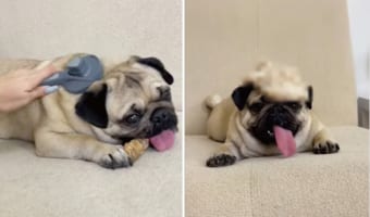 パグのブラッシングをしてあげたら・・・、その毛でかわいい帽子が作れちゃいました！！