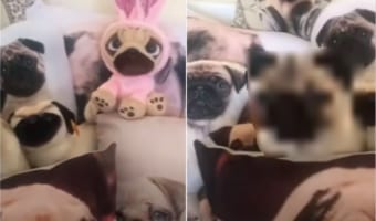 たくさん置かれているパグのグッズの中でかくれんぼ!どうやら隠れているつもりのようで、じっとして動かない子が紛れ込んでいました!!