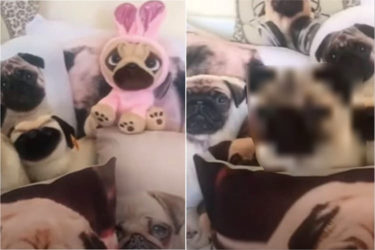 たくさん置かれているパグのグッズの中でかくれんぼ！どうやら隠れているつもりのようで、じっとして動かない子が紛れ込んでいました！！