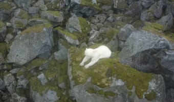 ホッキョクグマって雪や海がない場所でも生きていけるの?!ホッキョクグマが夏を過ごしていたのは、なんと辺り一面『灰色だらけの岩場』でした