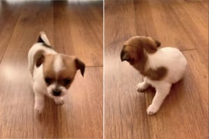初めてくしゃみをした生後1ヶ月の子犬。自分のくしゃみにビックリしたのか、思わず鳴いたり辺りを見回したりしてみせるのでした