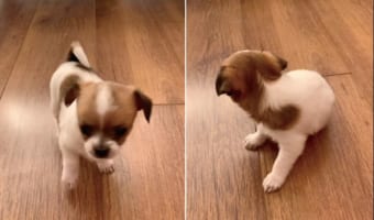 初めてくしゃみをした生後1ヶ月の子犬。自分のくしゃみにビックリしたのか、思わず鳴いたり辺りを見回したりしてみせるのでした