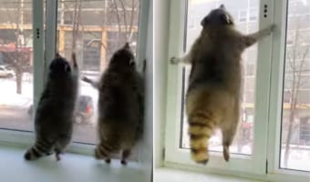 「お外出して!お外に出たいの!!」アライグマたちはエネルギーが有り余っている?!ぴょんぴょんとジャンプを繰り返し、懸命にアピール!!