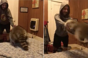 パパさんに遊んでもらい楽しそうなアライグマ。ベッドの上に優しく投げてもらうのがお気に入りらしく、何度やってもらっても次をせがみに行きます！！