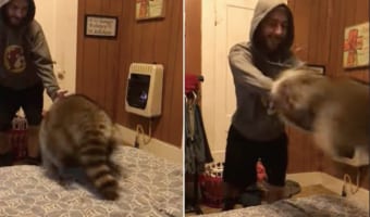 パパさんに遊んでもらい楽しそうなアライグマ。ベッドの上に優しく投げてもらうのがお気に入りらしく、何度やってもらっても次をせがみに行きます！！