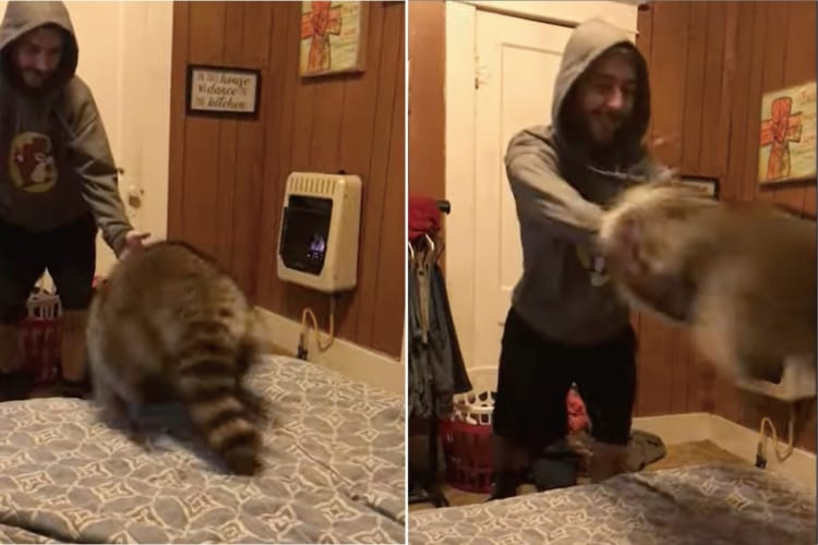 パパさんに遊んでもらい楽しそうなアライグマ。ベッドの上に優しく投げてもらうのがお気に入りらしく、何度やってもらっても次をせがみに行きます！！