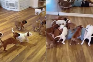 子犬たちがわちゃわちゃと男性と追いかけっこ。男性がゴロンと転がったら・・・、今度はみんなでもみくちゃに！！