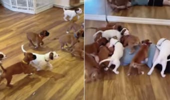 子犬たちがわちゃわちゃと男性と追いかけっこ。男性がゴロンと転がったら・・・、今度はみんなでもみくちゃに！！