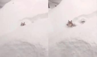 「札幌の実家から送られてきた動画がマジで雪やばい!」そんな大雪に囲まれてはしゃぐ犬の姿がかわいくて癒される!!