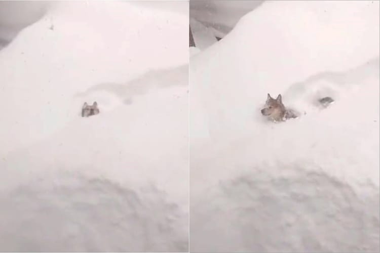 「札幌の実家から送られてきた動画がマジで雪やばい！」そんな大雪に囲まれてはしゃぐ犬の姿がかわいくて癒される！！