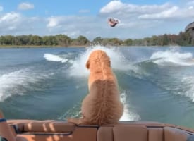 ウェイクボードを見るのが大好きなゴールデンドゥードルの子犬。トリックが決まるジャストタイミングで最高の席を陣取りにやって来ました！！