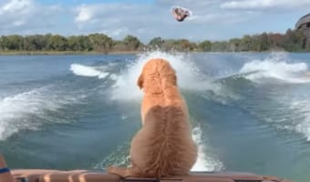 ウェイクボードを見るのが大好きなゴールデンドゥードルの子犬。トリックが決まるジャストタイミングで最高の席を陣取りにやって来ました!!