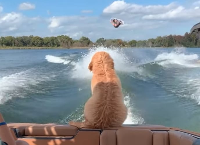 ウェイクボードを見るのが大好きなゴールデンドゥードルの子犬。トリックが決まるジャストタイミングで最高の席を陣取りにやって来ました！！