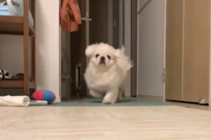 「遊んで！遊んで～！！」飼い主さんに遊んでもらいたいペキニーズの全力アピール『バタバタ歩き』がかわいすぎる！！
