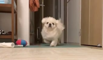 「遊んで!遊んで~!!」飼い主さんに遊んでもらいたいペキニーズの全力アピール『バタバタ歩き』がかわいすぎる!!