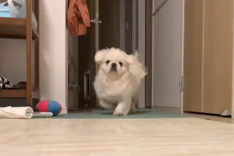 「遊んで！遊んで～！！」飼い主さんに遊んでもらいたいペキニーズの全力アピール『バタバタ歩き』がかわいすぎる！！