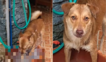 10頭の愛犬のために大量に水を用意しているはずなのに、なぜかいつもすぐに水がなくなる。原因は1頭のいたずらだった！