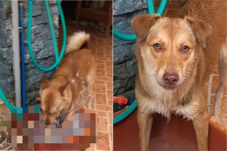 10頭の愛犬のためにたくさん水は用意したはず。水がすぐなくなるので原因を探ったところ、とんでもないイタズラが行われていたことが発覚しました！！