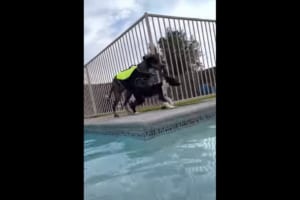 子犬と一緒にプールサイドを走っていたグレートデン。狭いプールサイドを走っていたので、誤って子犬をプールに落としてしまいました！！