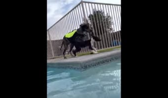 子犬と一緒にプールサイドを走っていたグレートデン。狭いプールサイドを走っていたので、誤って子犬をプールに落としてしまいました！！