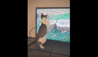 猫が捕まえようとしていたのは、テレビに映る鳥！捕まえられないこの鳥に夢中になりすぎた結果、滑って激しく落ちちゃった・・・