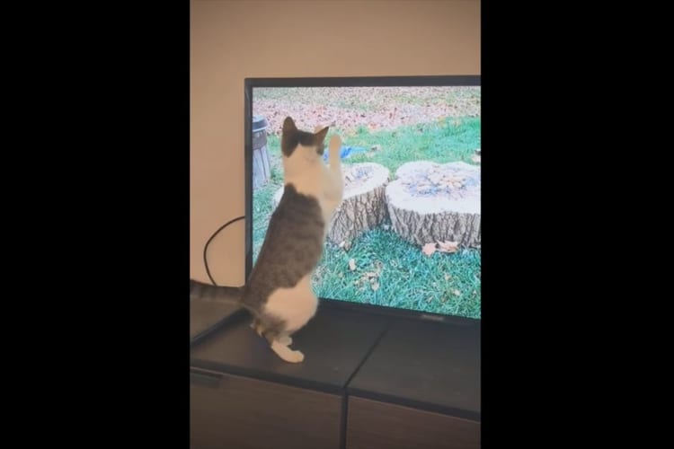 猫が捕まえようとしていたのは、テレビに映る鳥！捕まえられないこの鳥に夢中になりすぎた結果、滑って激しく落ちちゃった・・・