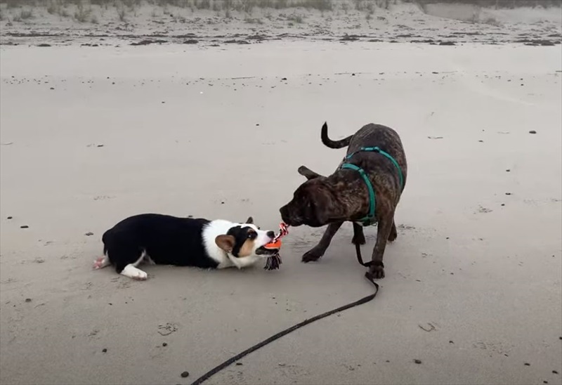 犬たちが繰り広げたオモチャをめぐる 一歩も譲らない戦い どれだけ引きずられてもはなさない執念には脱帽です Fundo