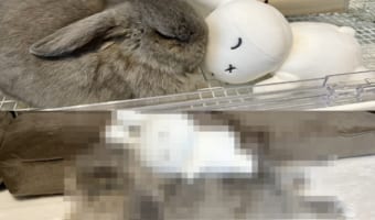 「大きくなったね」ぬいぐるみと一緒に寝ているウサギ。2ヶ月間での成長がよく分かる写真にほっこり