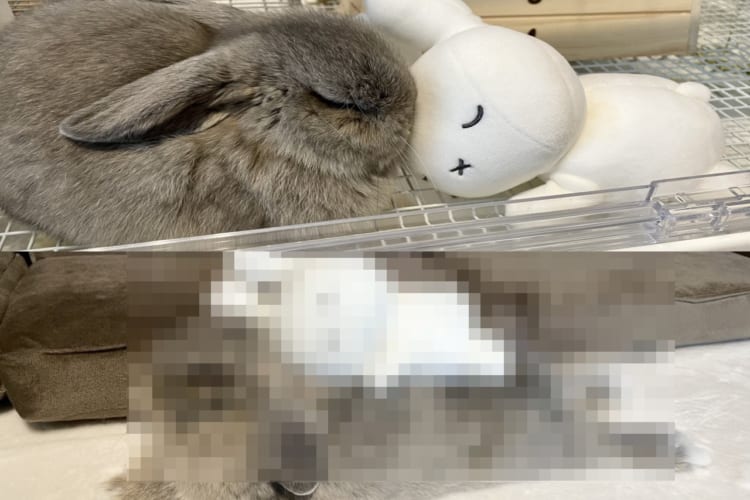 「大きくなったね」ぬいぐるみと一緒に寝ているウサギ。2ヶ月間での成長がよく分かる写真にほっこり