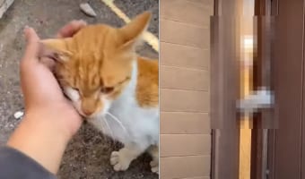 「あニャた、いったいなにしているのよ・・・」人懐っこい野良猫のことをなでなでしてあげていたら・・・、自宅からその姿をじっと見つめてくる愛猫の姿が!!