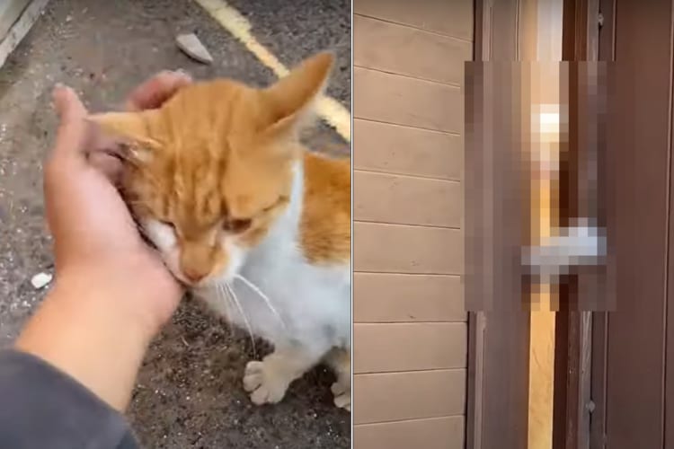 「あニャた、いったいなにしているのよ・・・」人懐っこい野良猫のことをなでなでしてあげていたら・・・、自宅からその姿をじっと見つめてくる愛猫の姿が！！