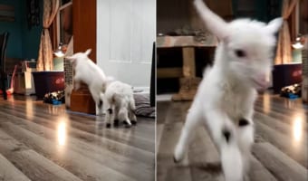 突如飛び始めたヤギの赤ちゃん。ヒズメで軽快に床を鳴らすその姿は、まるでタップダンサー!