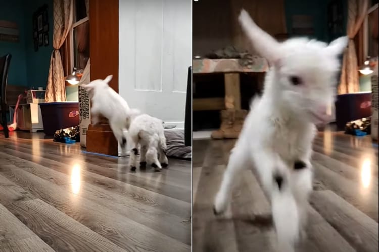 突如飛び始めたヤギの赤ちゃん。ヒズメで軽快に床を鳴らすその姿は、まるでタップダンサー！