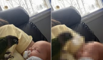 この子、まさか怪盗だったなんて・・・。すやすやとお昼寝中の赤ちゃんの顔を、まじまじと見つめていたオウム。次の瞬間、まさかの行動に出ました!!