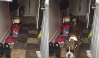 元気な子犬たちを連れてお家の外へ遊びに出るフレンチブルドッグの母犬。その子どもたちは総勢10匹も！！