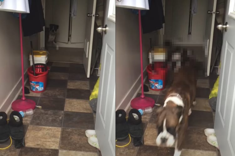 元気な子犬たちを連れてお家の外へ遊びに出るフレンチブルドッグの母犬。その子どもたちは総勢10匹も！！