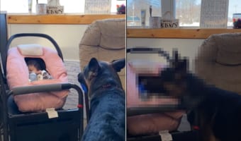 赤ちゃんとボール遊びがしたい様子のジャーマンシェパード。早く一緒にボール遊びができるようになるといいね!!