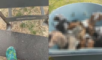 手押し車に乗せられて進む7頭の子ヤギたち。お母さんのもとに向かう間も外の景色が気になるようです。みんなでワチャワチャしています