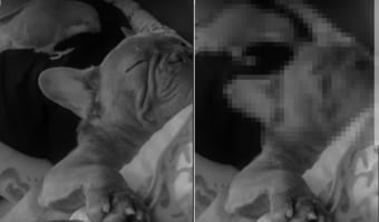 スヤスヤ眠る子犬に悲劇が！寝ているのにピクピク動く子犬の耳に、そばにいたインコが興味をそそられたみたい。子犬が哀れになるイタズラをしてみせました