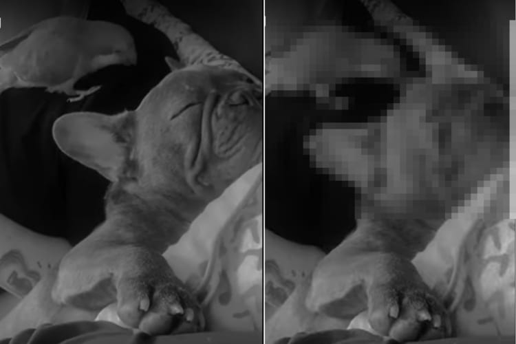 スヤスヤ眠る子犬に悲劇が！寝ているのにピクピク動く子犬の耳に、そばにいたインコが興味をそそられたみたい。子犬が哀れになるイタズラをしてみせました