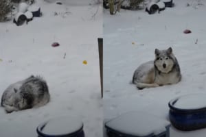 冬の嵐が近付いてきているので愛犬にお家に入って欲しい愛犬VS雪が気持ちいのか外にいたいハスキー犬