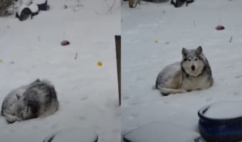 冬の嵐が近付いてきているので愛犬にお家に入って欲しい愛犬VS雪が気持ちいのか外にいたいハスキー犬