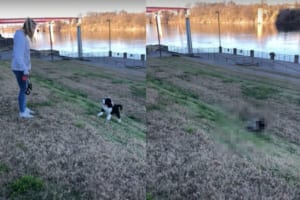 斜面の上にいる飼い主さんを追いかけようとした子犬。ところが、この子にはまだこの斜面は急すぎたようで・・・