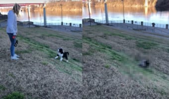 斜面の上にいる飼い主さんを追いかけようとした子犬。ところが、この子にはまだこの斜面は急すぎたようで・・・